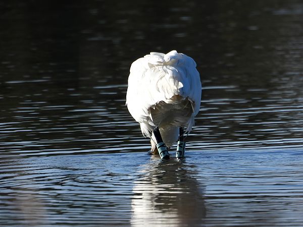 Spatola  - Dario Salemi