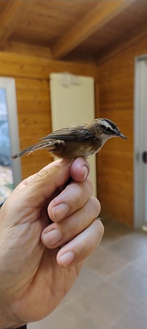 Forapaglie castagnolo  - Paolo Rovatti