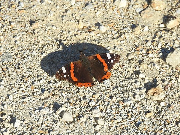 Vanessa atalanta  - Fulvio Fraticelli