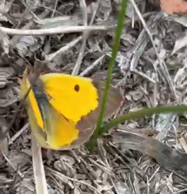 Colias crocea  - Fulvio Fraticelli