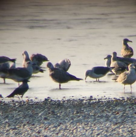 Zafferano  - Lorenza Venturini