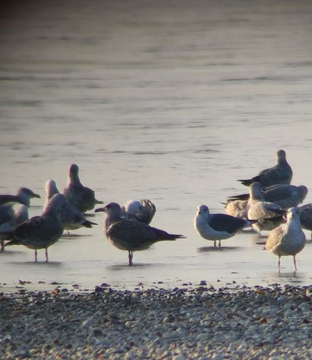 Zafferano  - Lorenza Venturini