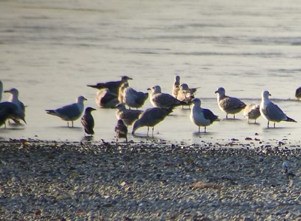 Zafferano  - Lorenza Venturini