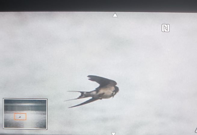 Rondine  - Lorenza Venturini