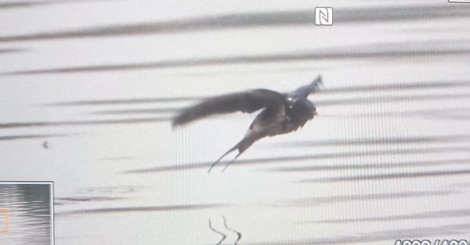 Rondine  - Lorenza Venturini