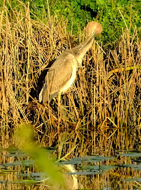 Airone rosso  - Angelo Matteucci
