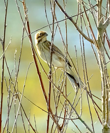Migliarino di palude  - Angelo Matteucci