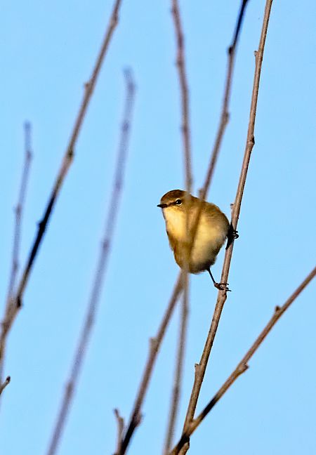 Luì piccolo  - Angelo Matteucci
