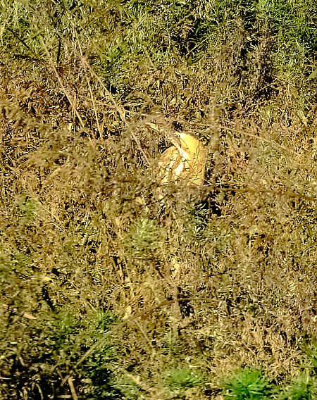 Tarabuso  - Angelo Matteucci