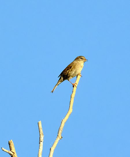 Passera scopaiola  - Angelo Matteucci