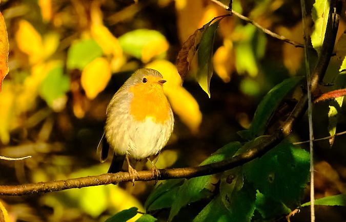 Pettirosso  - Angelo Matteucci