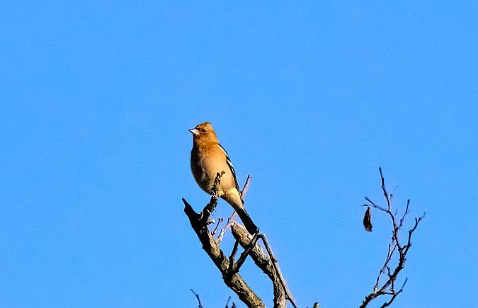 Pinson des arbres  - Angelo Matteucci