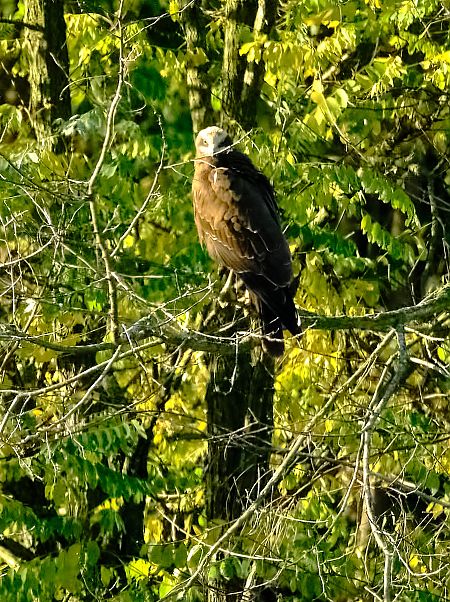 Busard des roseaux  - Angelo Matteucci