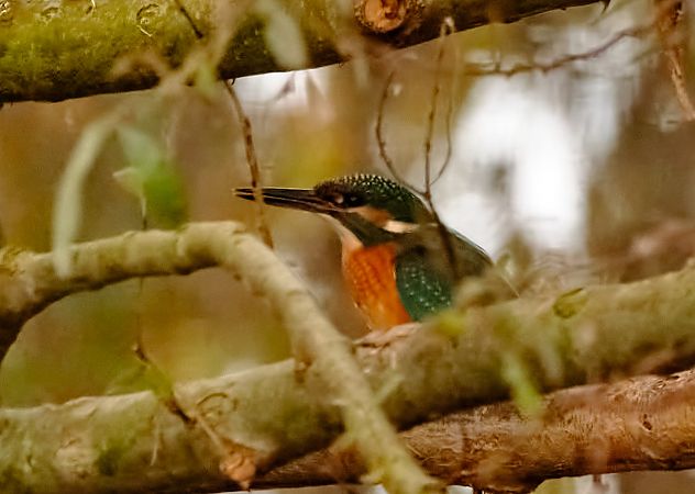 Martin pescatore  - Angelo Matteucci