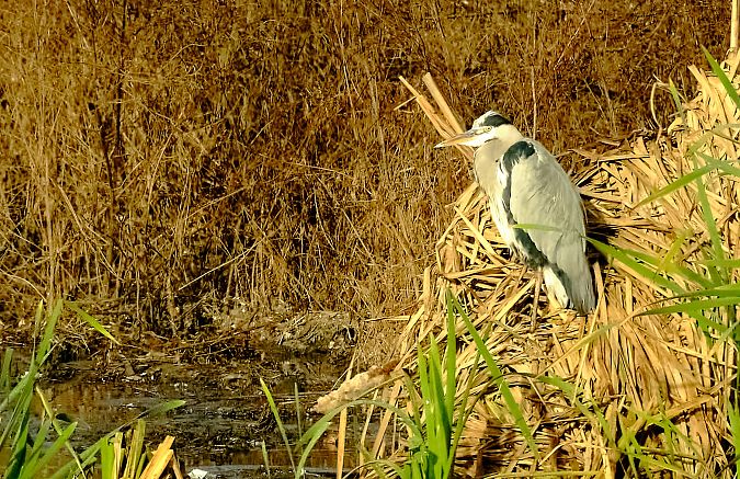 Airone cenerino  - Angelo Matteucci