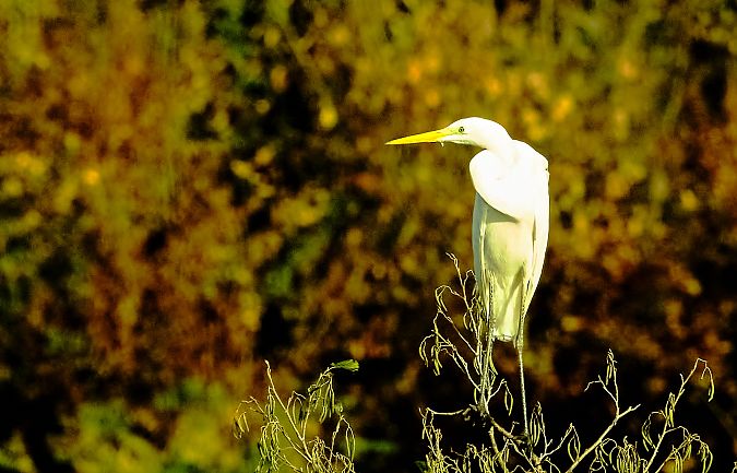 Airone bianco  - Angelo Matteucci