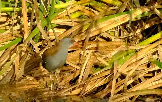 Porciglione  - Angelo Matteucci