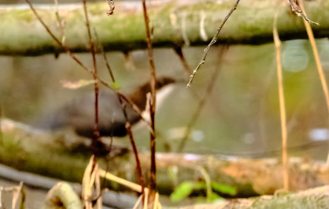 Merlo acquaiolo  - Angelo Matteucci