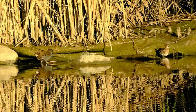 Beccaccino  - Angelo Matteucci