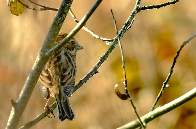 Migliarino di palude  - Angelo Matteucci