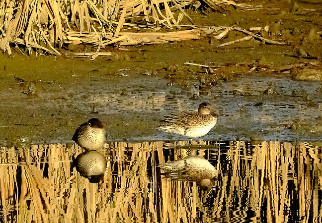Alzavola  - Angelo Matteucci