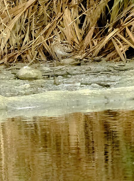 Beccaccino  - Angelo Matteucci