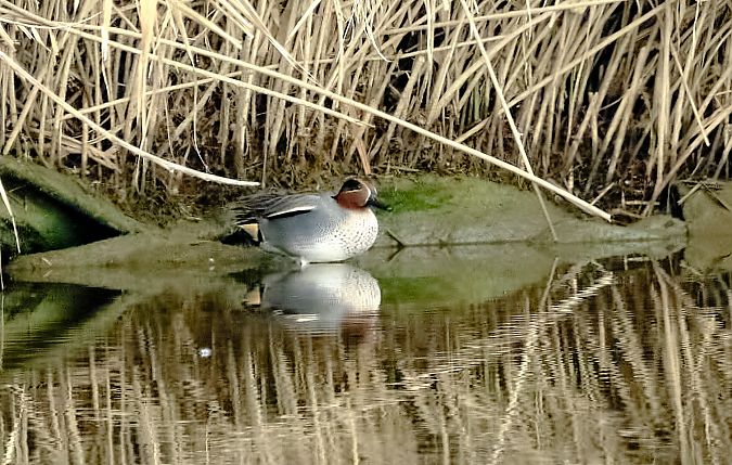 Alzavola  - Angelo Matteucci
