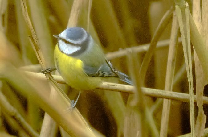 Cinciarella  - Angelo Matteucci