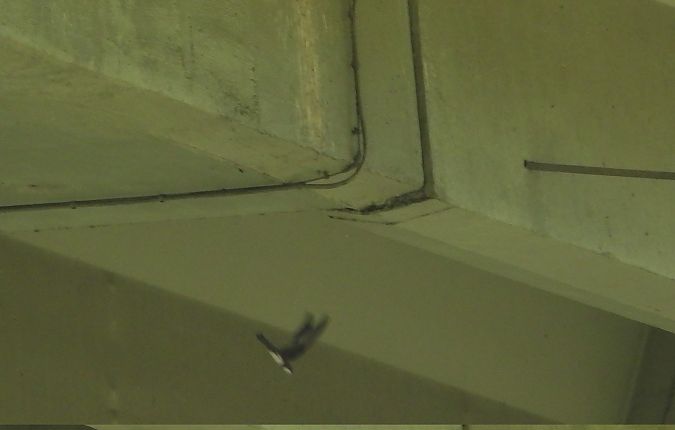 Rondone maggiore  - Mauro Ferri