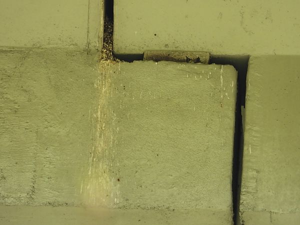 Rondone maggiore  - Mauro Ferri