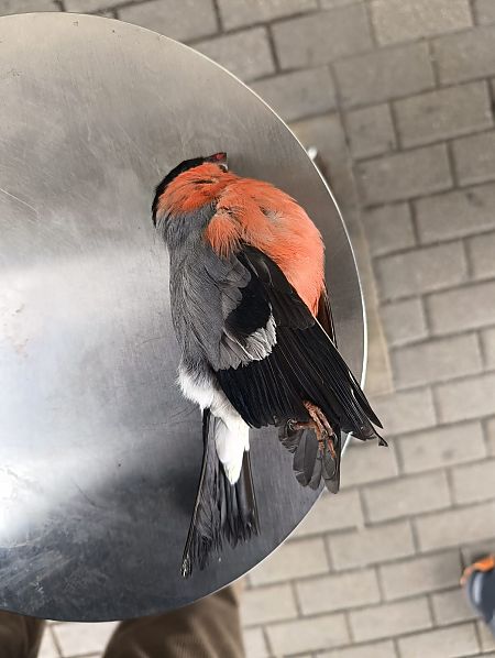 Ciuffolotto  - Mauro Ferri