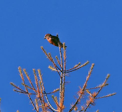 Crociere  - Denise Schneider