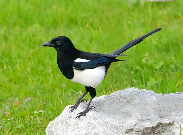 Gazza  - Denise Schneider