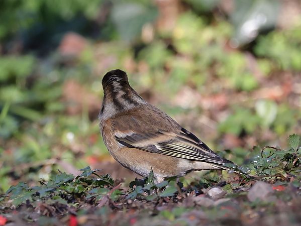 Peppola  - Denise Schneider