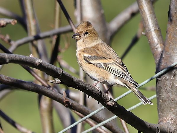 Peppola  - Denise Schneider