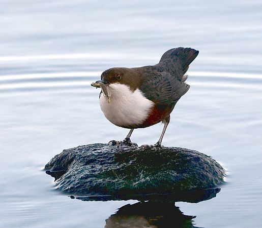 Merlo acquaiolo  - Denise Schneider