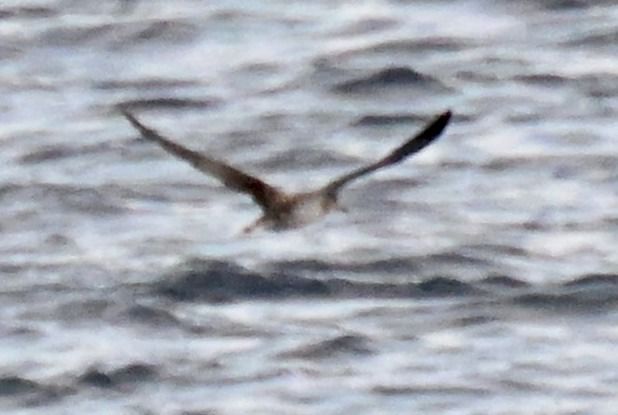 Berta maggiore  - Claudio Ciullo