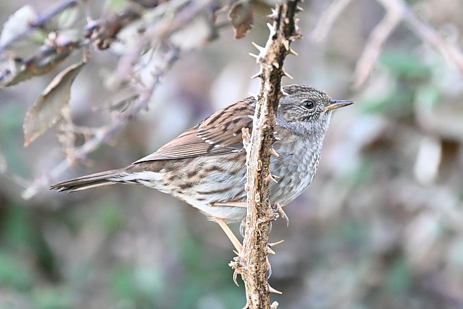 Passera scopaiola  - Claudio Ciullo