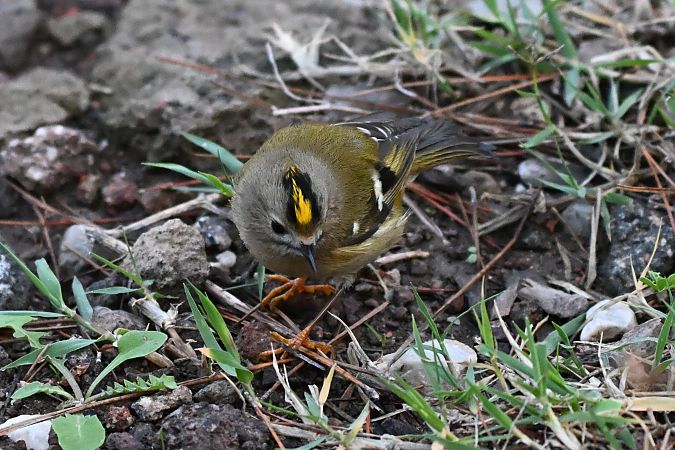 Regolo  - Claudio Ciullo