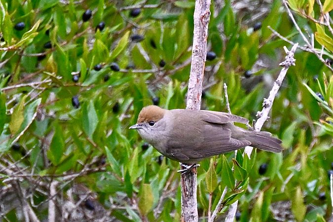Capinera  - Claudio Ciullo
