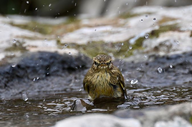 Luì piccolo  - Claudio Ciullo