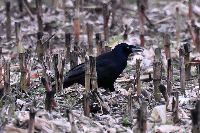 Corvo comune  - Claudio Ciullo