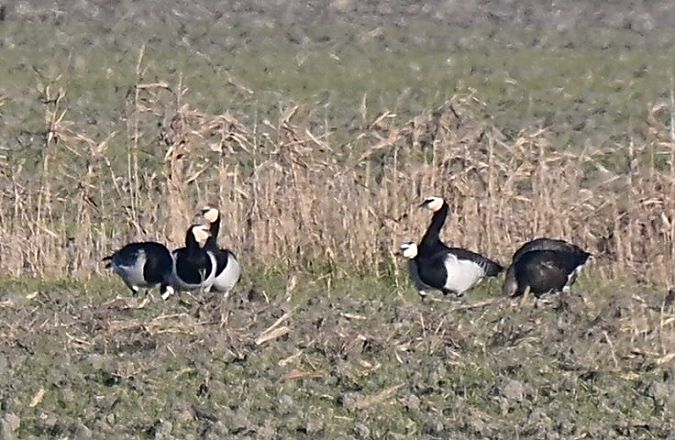 Oca facciabianca  - Claudio Ciullo