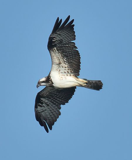 Falco pescatore  - Andrea Zappia