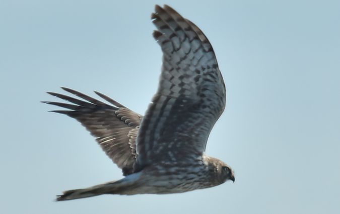 Albanella reale  - Andrea Zappia
