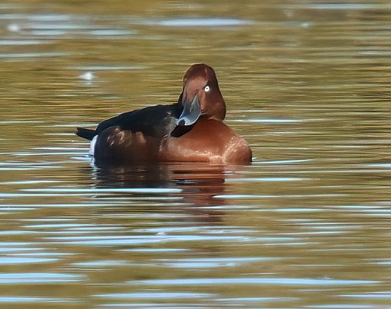 Fuligule nyroca  - Andrea Zappia