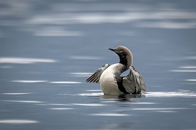 Strolaga mezzana  - Pier Podavini