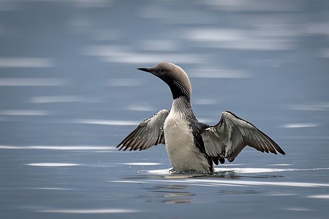 Strolaga mezzana  - Pier Podavini