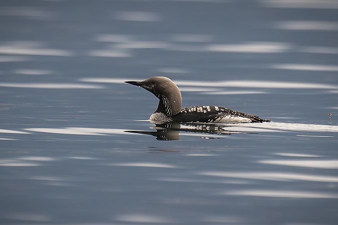 Strolaga mezzana  - Pier Podavini