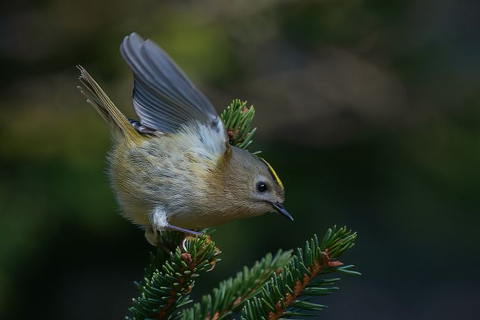 Regolo  - Pier Podavini